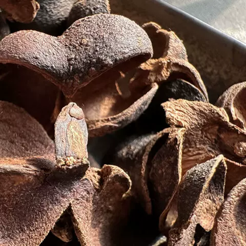 六堡茶果壳 六堡茶果壳